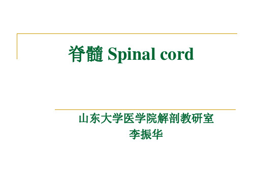 5[1].脊髓
