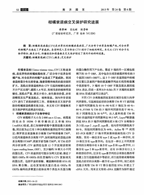柑橘衰退病交叉保护研究进展