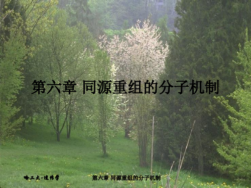 同源重组的分子机制简介