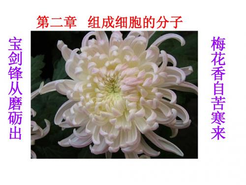 高中生物必修一第二章组成细胞的分子(新课课件)