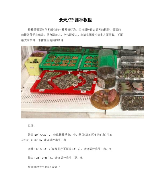 多肉植物播种教程——景天、肉锥、生石花播种篇