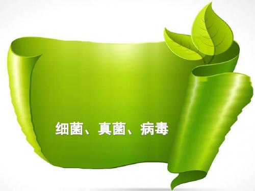 中考生物复习第十一单元：细菌、真菌、病毒ppt 北师大版