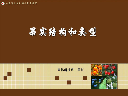 果实结构和类型观察