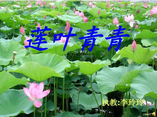 莲叶青青课件