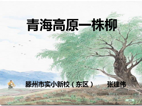 苏教版六上《青海高原一株柳》PPT课件 (3) 公开课获奖课件