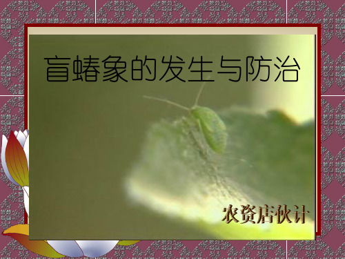 盲蝽象