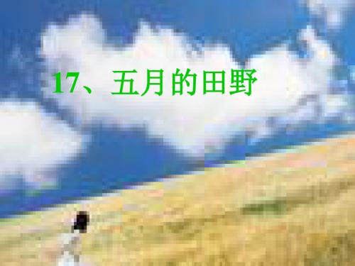 五月的田野