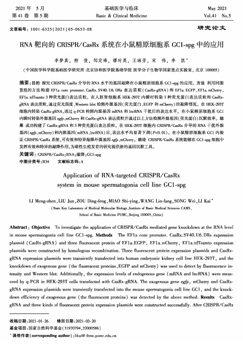 RNA靶向的CRISPRCasRx系统在小鼠精原细胞系GC1-spg中的应用