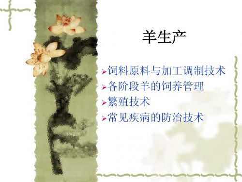 羊生产