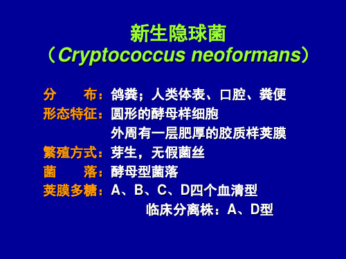 新生隐球菌课件