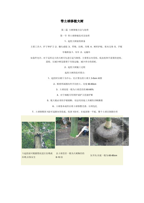 带土球移植大树