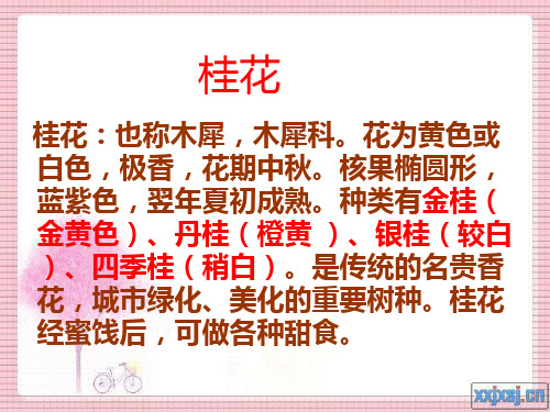 7.桂花雨