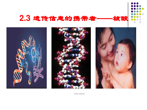 人教版高中生物必修一第二章2.3核酸38张PPT
