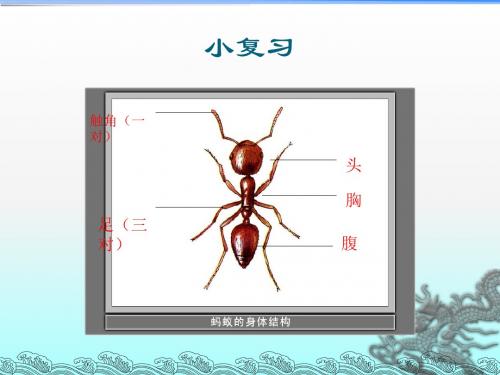 3.2.6_金鱼