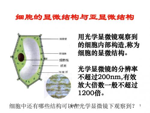 细胞的显微结构与亚显微结构  ppt课件