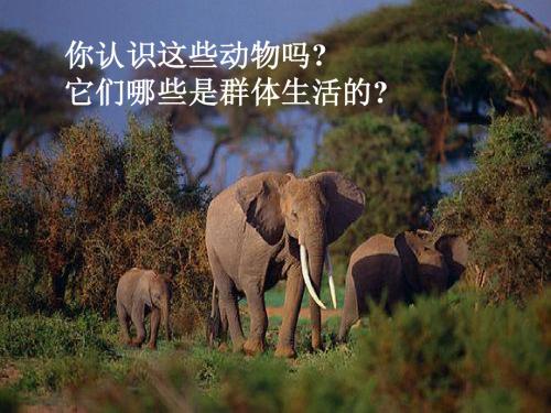 社会行为