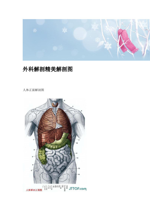 外科解剖精美解剖图