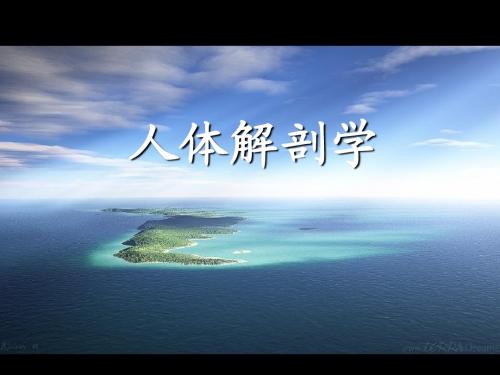 人体解剖_绪论 第一节
