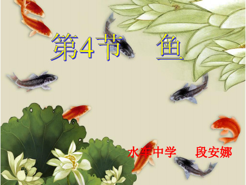 鱼类公开课课件