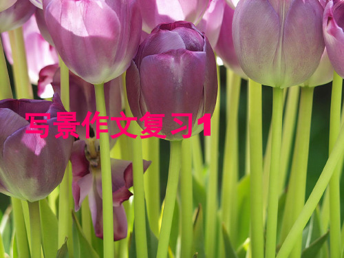 写景作文复习1