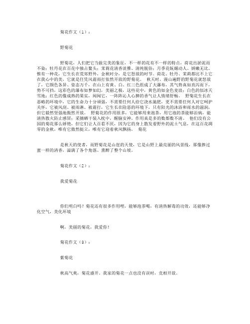 菊花作文(30篇)