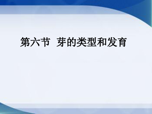 初中生物_芽的类型和发育教学课件设计