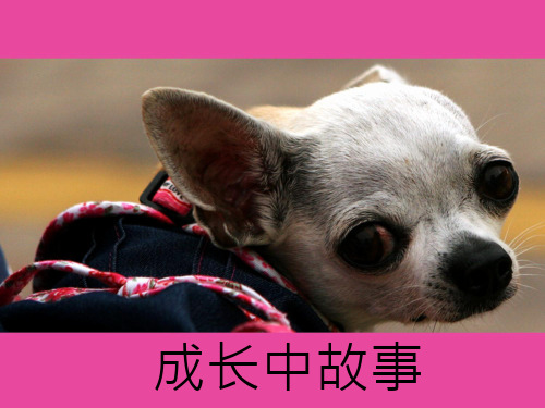 《成长中的故事一》PPT课件
