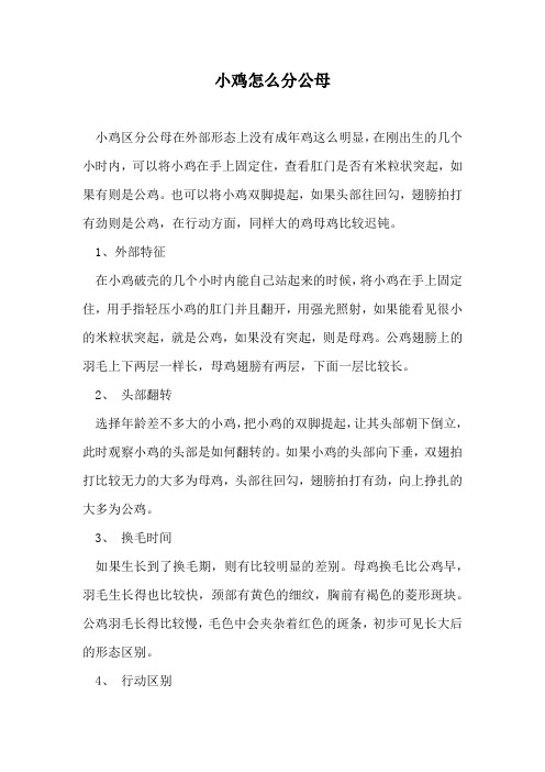 小鸡怎么分公母