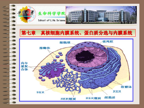 细胞生物学,翟中和,第三版--第七章