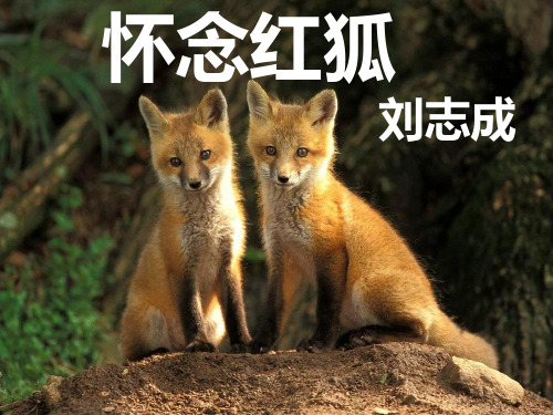 苏教版选修《现代散文选读》之《怀念红狐》 课件 PPT课件