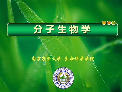 分子生物学第四章 生物信息的传递(下)