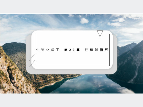 生物化学下-第23章 柠檬酸循环