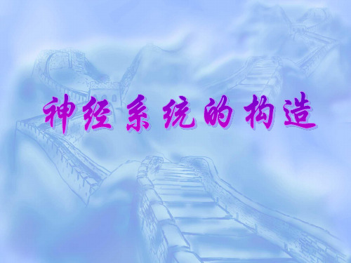 神经系统的构造