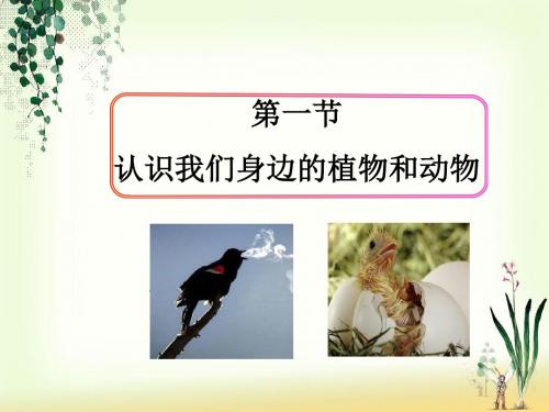 《第一节 认识我们身边的植物和动物》课件3