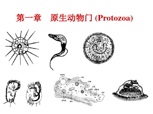 2.第一章 原生动物