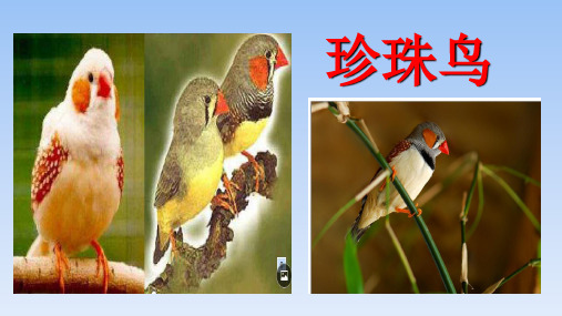 珍珠鸟课文分析1