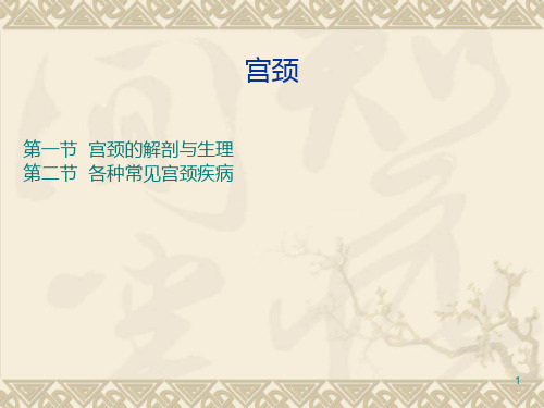 宫颈
