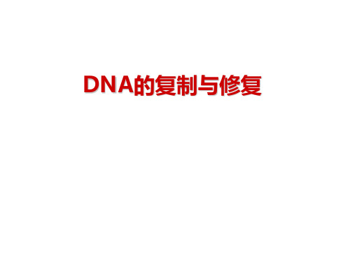 DNA的复制与修复解析