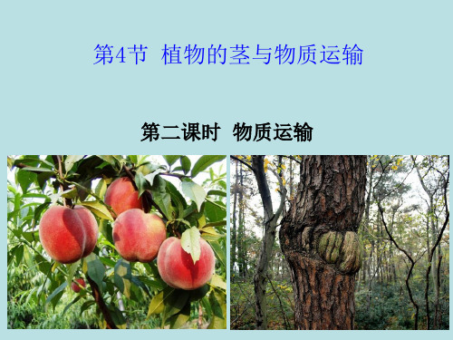植物的茎与物质运输浙教版科学优秀课件_PPT