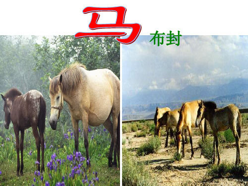 《马》3