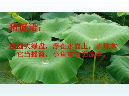 部编版一年级下册语文《荷叶圆圆》公开课精品教学课件