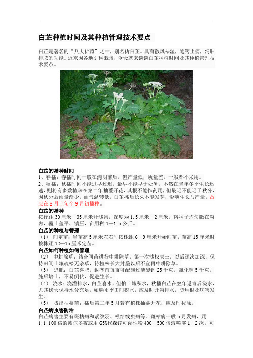 白芷种植时间及其种植管理技术要点