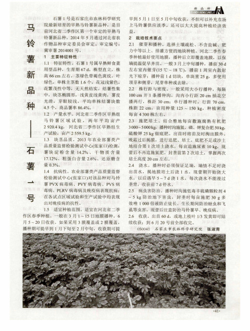 马铃薯新品种——石薯1号