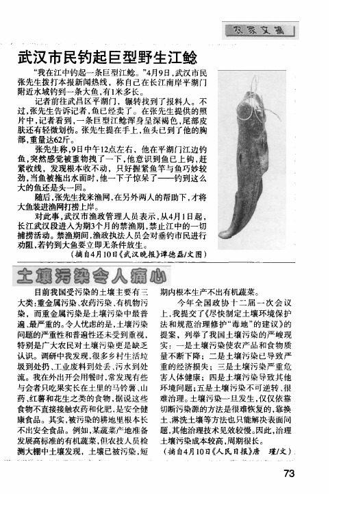 武汉市民钓起巨型野生江鲶