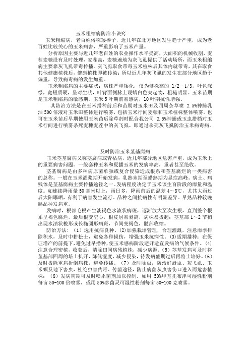 玉米粗缩病防治小诀窍