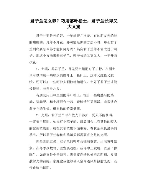 君子兰怎么养？巧用落叶松土,君子兰长得又大又宽