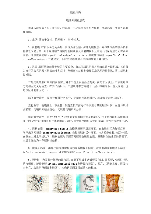 腹壁结构