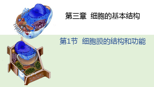 3.1 细胞膜的结构和功能 课件【新教材】人教版(2019)高中生物必修一