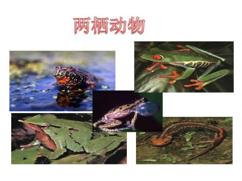 两栖动物
