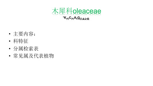 木犀科